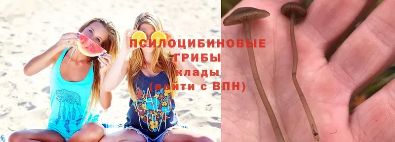 Галлюциногенные грибы Magic Shrooms  Рубцовск 